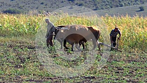 Men plow the land plow