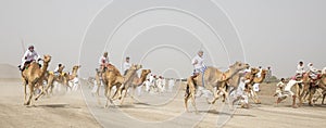 Men riding camels in a countryside