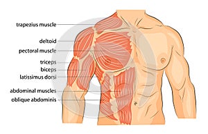 Men s body arms shoulders chest and abs.