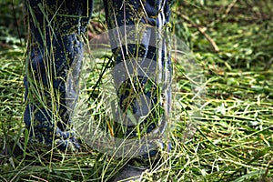 Men`s boots are all in the grass. The concept we consist of nature.