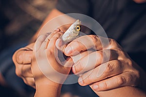 Men`s and child`s hands holding a rudd fish - Scardinius erythrophthalmus -caught during fishing on the pond