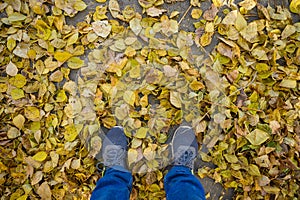Men`s feet in blue jeans and gray sports sneakers on autumn asphalt with yellow fallen leaves. First-person view.