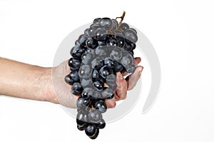 Men's hand holding a bunch of grapes isolated white background