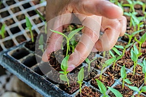 MenÂ´s hand with seedlings of paprika germinating, seedlings in germination trays