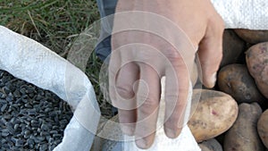 Men`s hands of a farmer touching a crop of sunflower seeds. Harvest of sunflower seeds. Sunflower seeds in large white