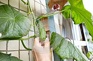 Men's hands harvests cuts the cucumber with scissors