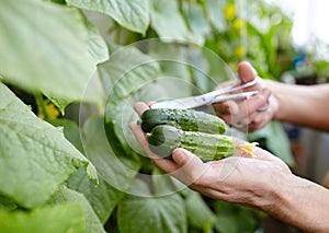 Men's hands harvests cuts the cucumber with scissors