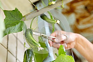 Men\'s hands harvests cuts the cucumber with scissors