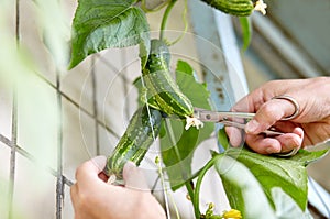 Men's hands harvests cuts the cucumber with scissors