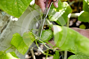 Men\'s hands harvests cuts the cucumber with scissors