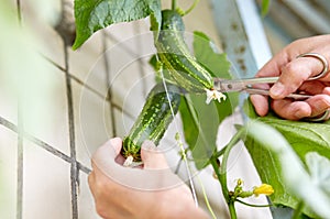 Men's hands harvests cuts the cucumber with scissors