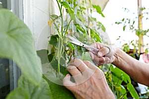 Men's hands harvests cuts the cucumber with scissors