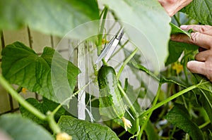 Men\'s hands harvests cuts the cucumber with scissors