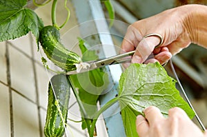 Men\'s hands harvests cuts the cucumber with scissors
