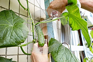 Men's hands harvests cuts the cucumber with scissors