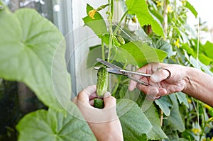 Men\'s hands harvests cuts the cucumber with scissors