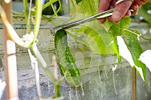 Men's hands harvests cuts the cucumber with scissors