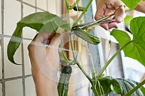 Men's hands harvests cuts the cucumber with scissors