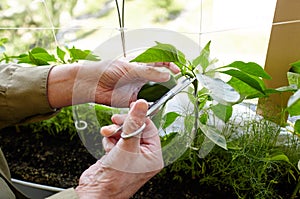 Men\'s hands harvests cuts the green peppers with scissors