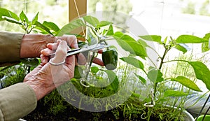 Men\'s hands harvests cuts the green peppers with scissors