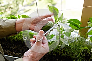 Men\'s hands harvests cuts the green peppers with scissors