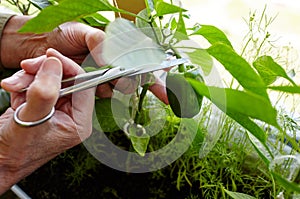 Men's hands harvests cuts the green peppers with scissors