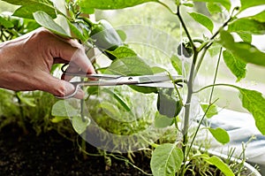 Men\'s hands harvests cuts the green peppers with scissors