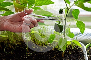 Men\'s hands harvests cuts the green peppers with scissors