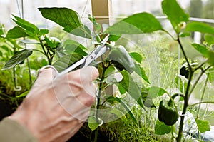 Men's hands harvests cuts the green peppers with scissors