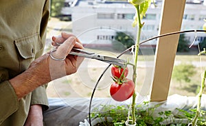 Men\'s hands harvests cuts the tomato plant with scissors