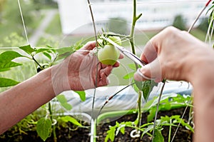 Men's hands harvests cuts the tomato plant with scissors