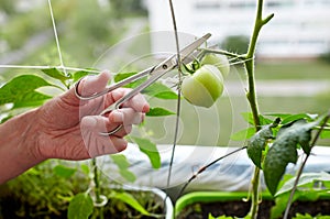 Men\'s hands harvests cuts the tomato plant with scissors