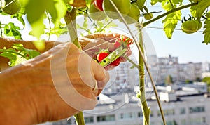 Men\'s hands harvests cuts the tomato plant with scissors