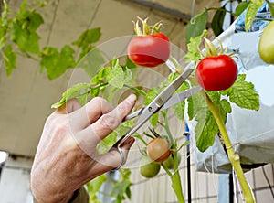 Men\'s hands harvests cuts the tomato plant with scissors