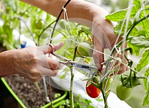 Men's hands harvests cuts the tomato plant with scissors