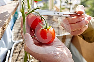 Men\'s hands harvests cuts the tomato plant with scissors