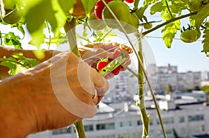 Men\'s hands harvests cuts the tomato plant with scissors