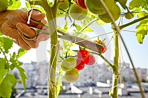 Men\'s hands harvests cuts the tomato plant with scissors