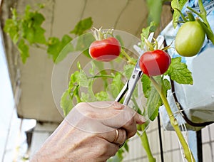 Men\'s hands harvests cuts the tomato plant with scissors