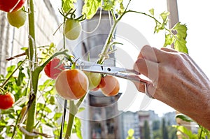 Men's hands harvests cuts the tomato plant with scissors