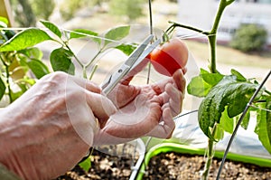 Men\'s hands harvests cuts the tomato plant with scissors