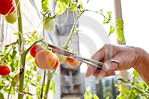 Men\'s hands harvests cuts the tomato plant with scissors