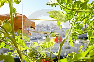 Men\'s hands harvests cuts the tomato plant with scissors