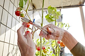 Men\'s hands harvests cuts the tomato plant with scissors