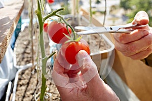 Men's hands harvests cuts the tomato plant with scissors