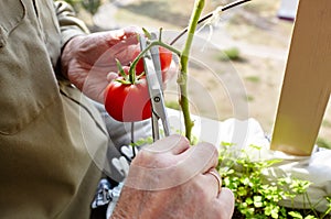 Men\'s hands harvests cuts the tomato plant with scissors