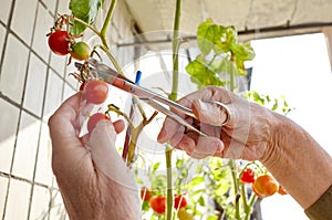 Men's hands harvests cuts the tomato plant with scissors