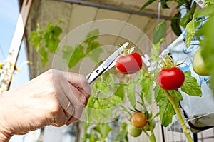 Men\'s hands harvests cuts the tomato plant with scissors