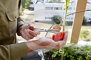 Men's hands harvests cuts the tomato plant with scissors