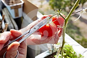 Men\'s hands harvests cuts the tomato plant with scissors